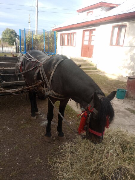 Cal necastrat 5 ani.