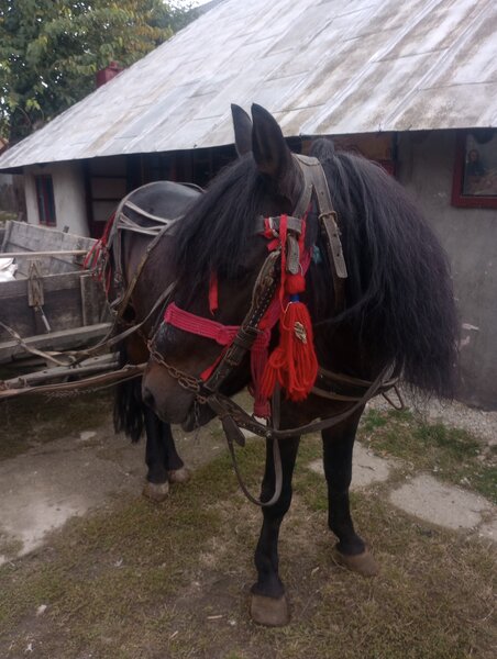 Cal necastrat 5 ani.