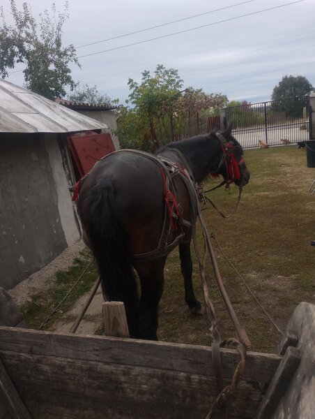 Cal necastrat 5 ani.