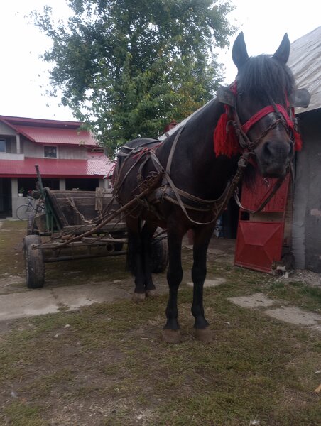 Cal necastrat 5 ani.