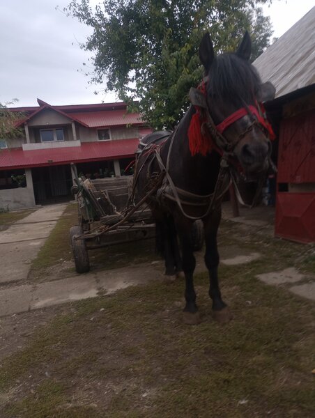 Cal necastrat 5 ani.