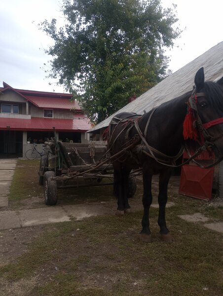 Cal necastrat 5 ani.