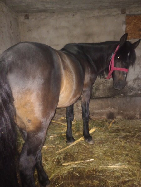 Cal necastrat 5 ani.